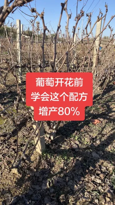 �����Ż�ǰѧ������䷽������80%����#�����Ż�#����ݪֲ#���Ѹ߲�