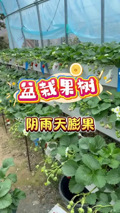 ���Թ�����ݮ��ݮ�������������#���Բ�ݮ#������ݮ#���Թ���#¥����԰#ݪֲС����