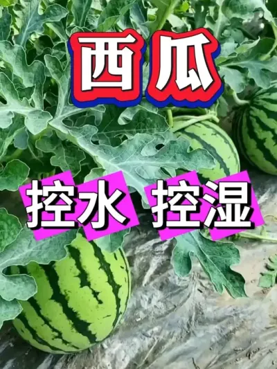 ���Ͽ�ˮ ��ʪ�� #����ݪֲ #������ #����ݪֲ #�������� #8424����