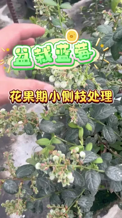 ��ͥ������ݮ������С��֦��ô���óͷ���#������ݮ#¥����԰ #ݪֲС���� #��ݮ����