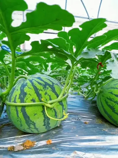 ����ʩ�� #����ݪֲ #������ #����ݪֲ #�������� #8424����