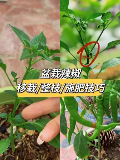 种辣椒最怕过度管理了！千万别撸光叶子！千万别浇水太勤！#阳台种菜 #种植小技巧 #种辣椒 #辣椒整枝打叉 #辣椒施肥