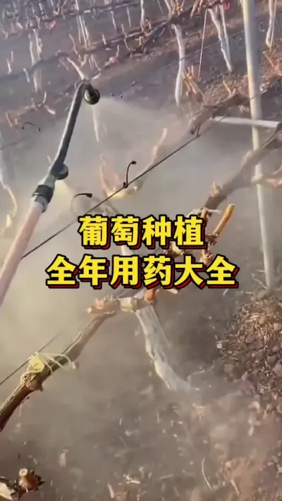 ����ݪֲ��ȫ����ҩ��ȫ#ũҵݪֲ #����ũ��Ʒ #��ũ