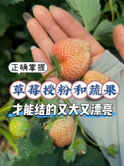 ��ݮҪ�����ֶ��ִ��Ҫѧ�������ڷۺ��軨���? ����һѧ�ͻᣡ����Ҫ�ǵø���ݮʩ�ʹ���Ӫ�����ϲŻ�Ч���ж��ִ�#��̨�ֲ� #���Բ�ݮ #��ݮ�ڷ� #��ݮ�軨��� #��ݮʩ��