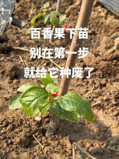 �����������ڵ�һ���͸����ַ���#�����ݪֲ#�����ݪֲ���� #�ְ���� #�ְ�����̳� #�ְ������