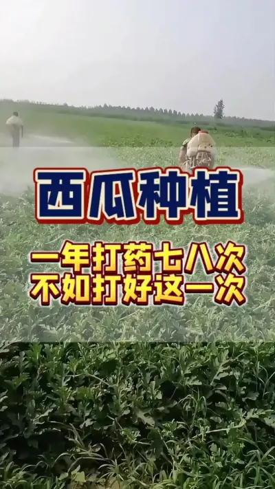 #病虫害防治 #西瓜种植 #西瓜管理 #农业种植 #增产增收才是硬道理