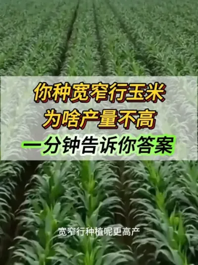 ���ֿ�խ������Ϊɶ����������һ���Ӹ������յ�#�������� #����ݪֲ #���׹��� #������ũ֧����ũ