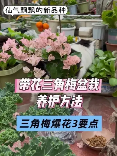 �������ɣ��̹�ʣķ������÷����Ҫ�죡 ���պ���������������÷�����һ���һֱ?#��̨�ֲ� #С��԰ #����÷���� #��Խ����÷ #ݪֲС����