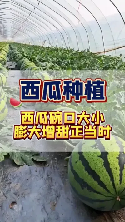 #西瓜种植 #西瓜管理 #膨大增甜 西瓜碗口大小的时候，在膨大增甜的关键时期