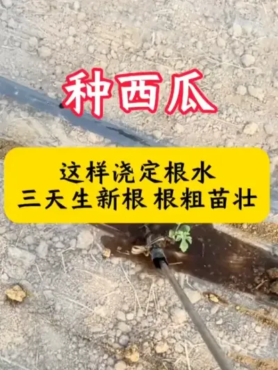 #西瓜种植 #西瓜种植技术 #西瓜 #种西瓜 #西瓜底肥