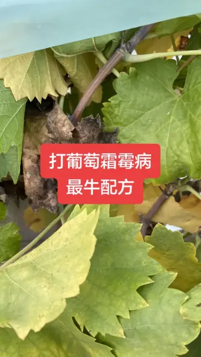 ������˪ù����ţ�䷽#����˪ù��#����ݪֲ#���Ѳ���