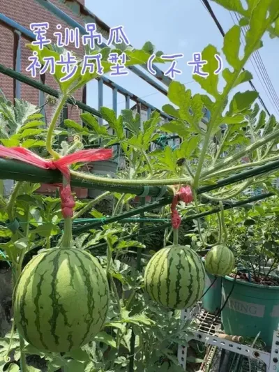 军训吊瓜初步成型（不是）。#西瓜种植