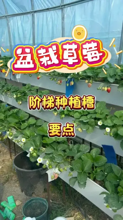 ���Բ�ݮ����Ҫ���������ױ����Ǻ��Ե�#���Բ�ݮ #�ֲ�ݮ #¥����԰ #��ͥݪֲ