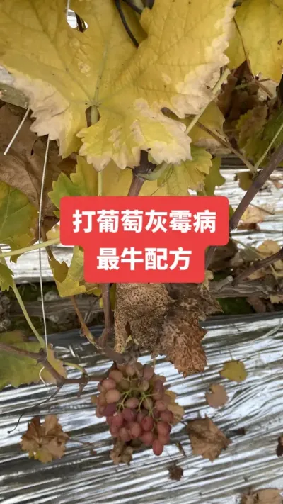 �����ѻ�ù����ţ�䷽#���ѻ�ù��#����ݪֲ#���Ѳ���