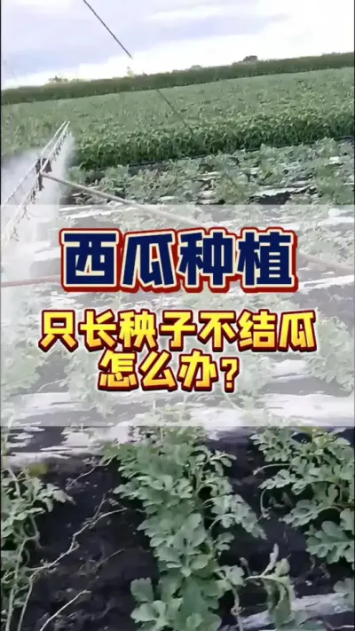 #西瓜管理 #西瓜种植 #增产增收 #病虫害防治 #生根壮苗