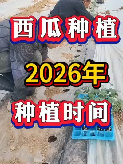 2026������ݪֲʱ�� #����ݪֲ #������ #����ݪֲ #�������� #8424����