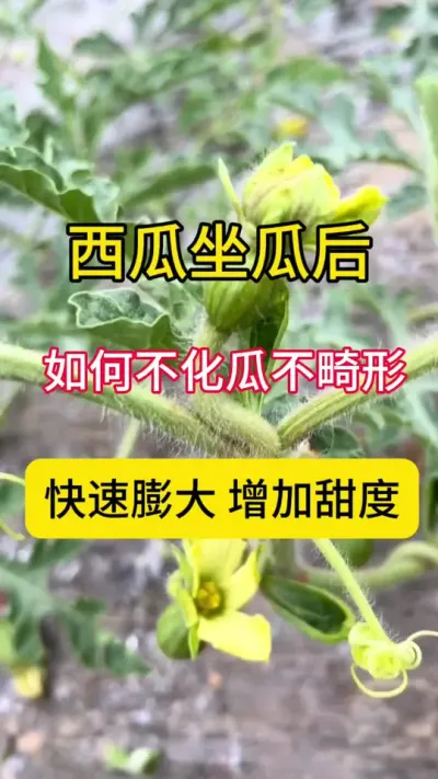 #种西瓜#西瓜种植#西瓜种植技术#西瓜病害