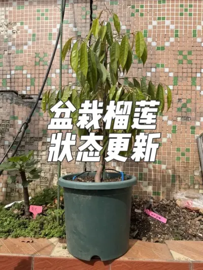 ������������״̬���������״̬����̫�����ܰ�����������#��������#����ݪֲ#��������