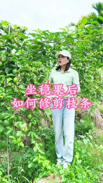 百香果坐稳小果后我们如何修剪枝条？#乡村守护人 #三农 #我的乡村生活 #新农人计划 #百香果 @抖音小助手 @DOU+小助手