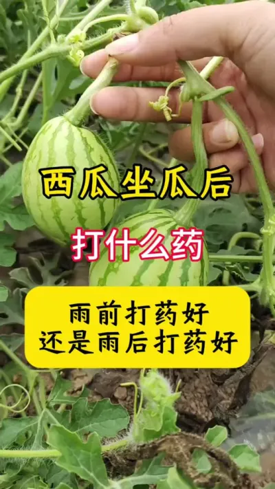 #种西瓜#西瓜种植 #西瓜种植技术#西瓜管理#西瓜病害