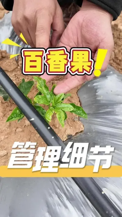 百香果管理种植细节很重要，苗期细节一定要抓住，如果有任何百香果管理问题，欢迎评论区留言或私信#百香果#三农#农业技术推广#农业法哥