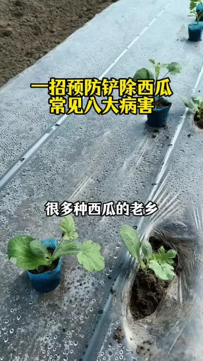 #西瓜种植#西瓜管理#西瓜病虫害#西瓜病害#西瓜病害防治