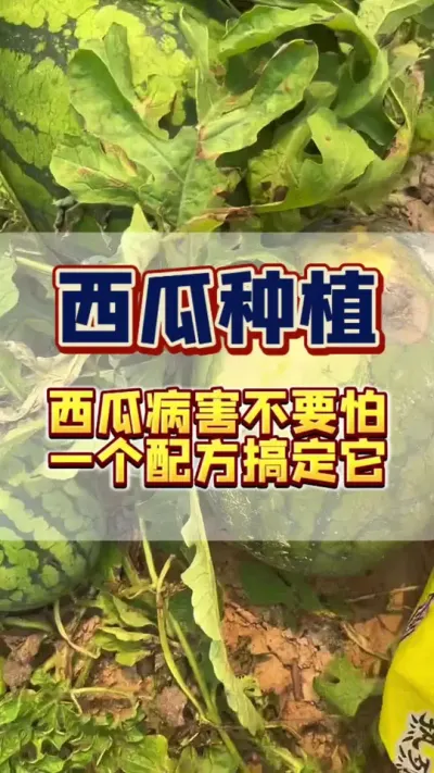 #ũҵݪֲ #����ݪֲ#���Ϲ���#���溦����