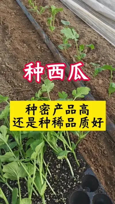 #����ݪֲ#����ݪֲ����#����#������