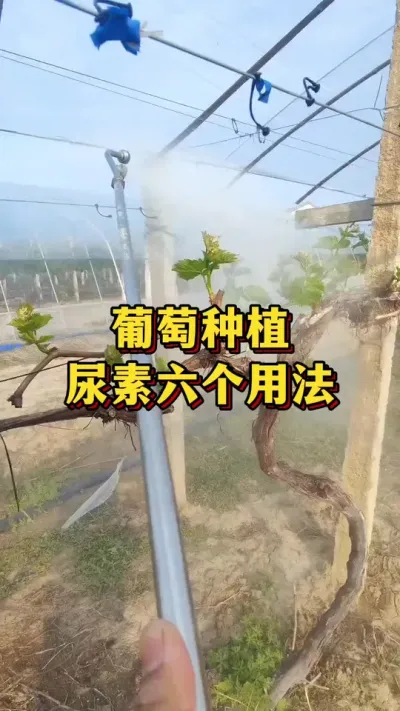 ����ݪֲ�����ص������÷�#ũҵݪֲ #��ũ #����ũ��Ʒ