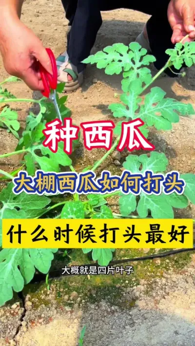 #������ #���� #����ݪֲ#����ݪֲ����#���Ϲ���