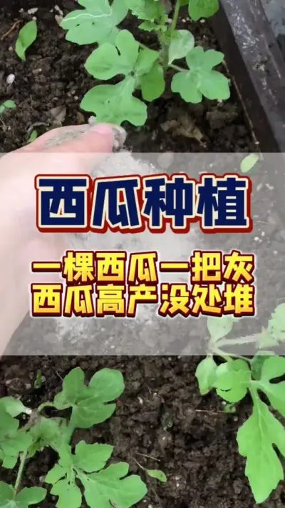#西瓜种植 #西瓜管理 #病虫害防治 一棵西瓜一把灰，西瓜多到无处堆