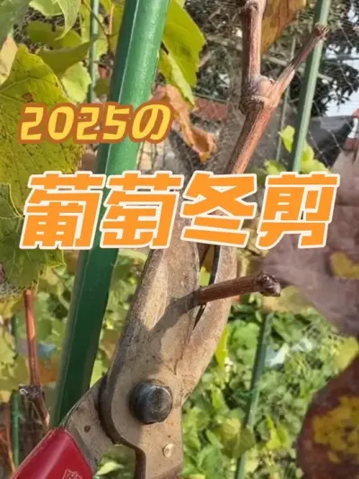 ���ǵ������޼��������������ȸ������������Ѿ��ж�������������������Ժ������޼���#���Ѷ��� #�����޼� #������ #������