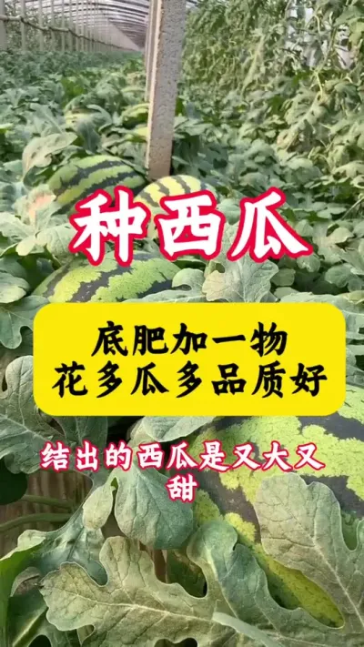 #���� #����ݪֲ#����ݪֲ���� #���Ϲ��� #������