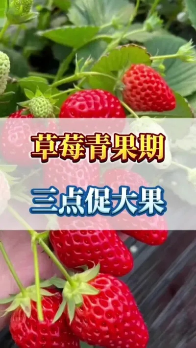 草莓青果期，三点促大果#草莓苗种苗 #草莓育苗 #草莓种植