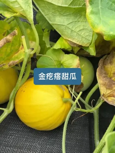 ��ʱ��ʮ�����������ӵ��ջ�����������ݪֲȫ���� #�����������ս� #�������տ����� #������ũ�� #�����й�2025#���