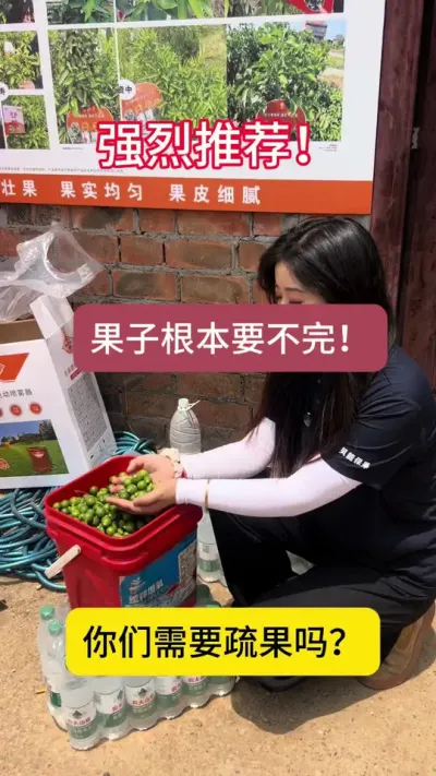 你们的柑橘还需要疏果吗？果子要都要不完#柑橘 #柑橘种植 #柑橘修剪 shu