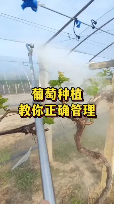 ����ݪֲ������׼ȷ����#ũҵݪֲ #��ũ #����ũ��Ʒ