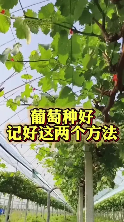 �������ֺ�������Ҫ��Ҫ����#�����Ż�#����ݪֲ#���Ѹ߲�