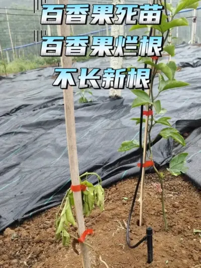 ��������磬�ø��������¸��Ĳ���Ҫ�죡#���� #�ø� #�ְ���� #�����ݪֲ #�ƽ�����ݪֲ����