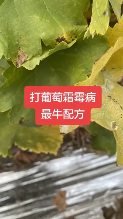 ������˪ù����ţ�䷽#����˪ù��#����ݪֲ#���Ѳ���