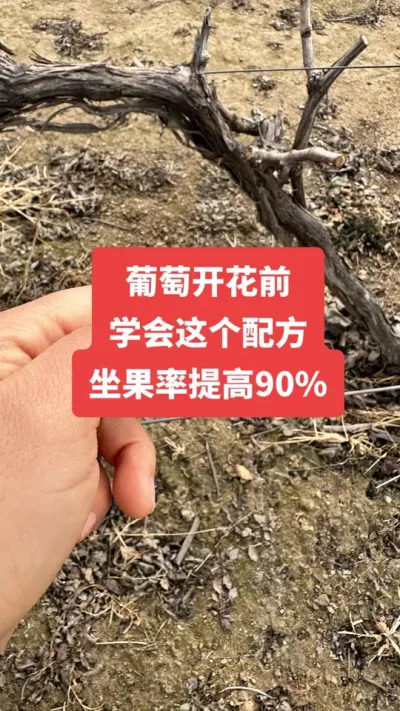 �����Ż�ǰ��ѧ������䷽�����������90%#�����Ż�#����ݪֲ#���Ѹ߲�