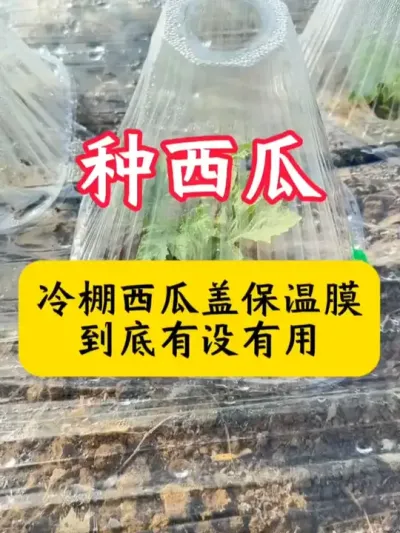 #����ݪֲ #����ݪֲ����  #���� #�������� #������