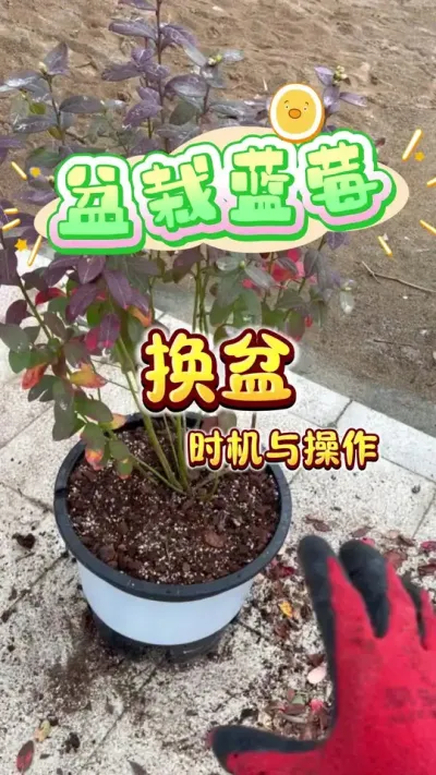 ������ݮ����#������ݮ #���Թ���#¥����԰#��ͥݪֲ #������������