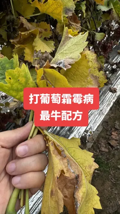 ������˪ù����ţ�䷽#����˪ù��#����ݪֲ#���Ѳ���