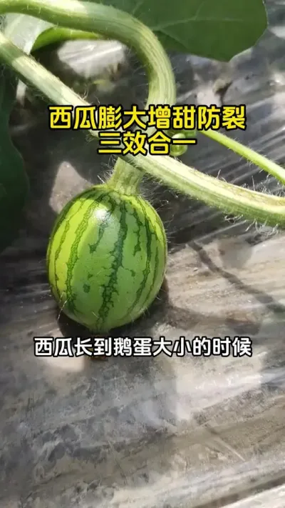 #农业种植 #西瓜种植技术 #西瓜种植#西瓜管理#西瓜施肥