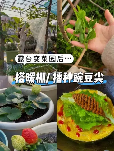 ¶̨ˢ�³ɲ�԰������ͻȻ���ˣ� ��լ����ĩ�ɱȴ���Ϸ��ֳ�ֶ��ˣ������ǽ�ů����������ݮ��ݮ���㲻���ܶ��ˣ���������һ�������㶹�����Ҫ�гԲ���������߲�����#��̨�ֲ� #�ҵ�С��԰ #��ů�� #��