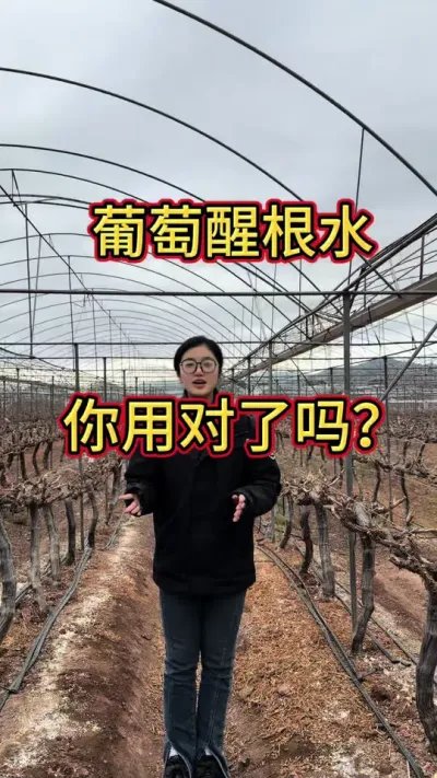 �����Ѹ�ˮ���ö����������µ͸�ϵ�ȶ�����ù����׳�࣡#�Ĵ����� #����ݪֲ