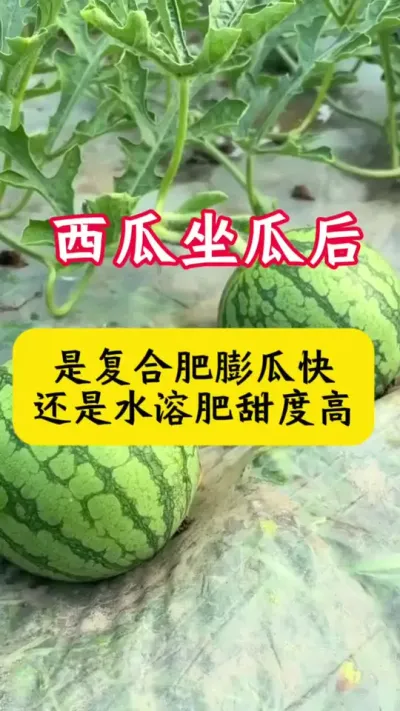 #西瓜种植#西瓜种植技术#西瓜#种西瓜#西瓜增甜