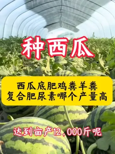 #����ݪֲ #���� #���ϵ׷� #������