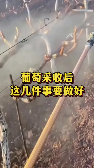 ���Ѳ��պ����⼸����Ҫ����#��ũ #ũҵݪֲ #����ݪֲ